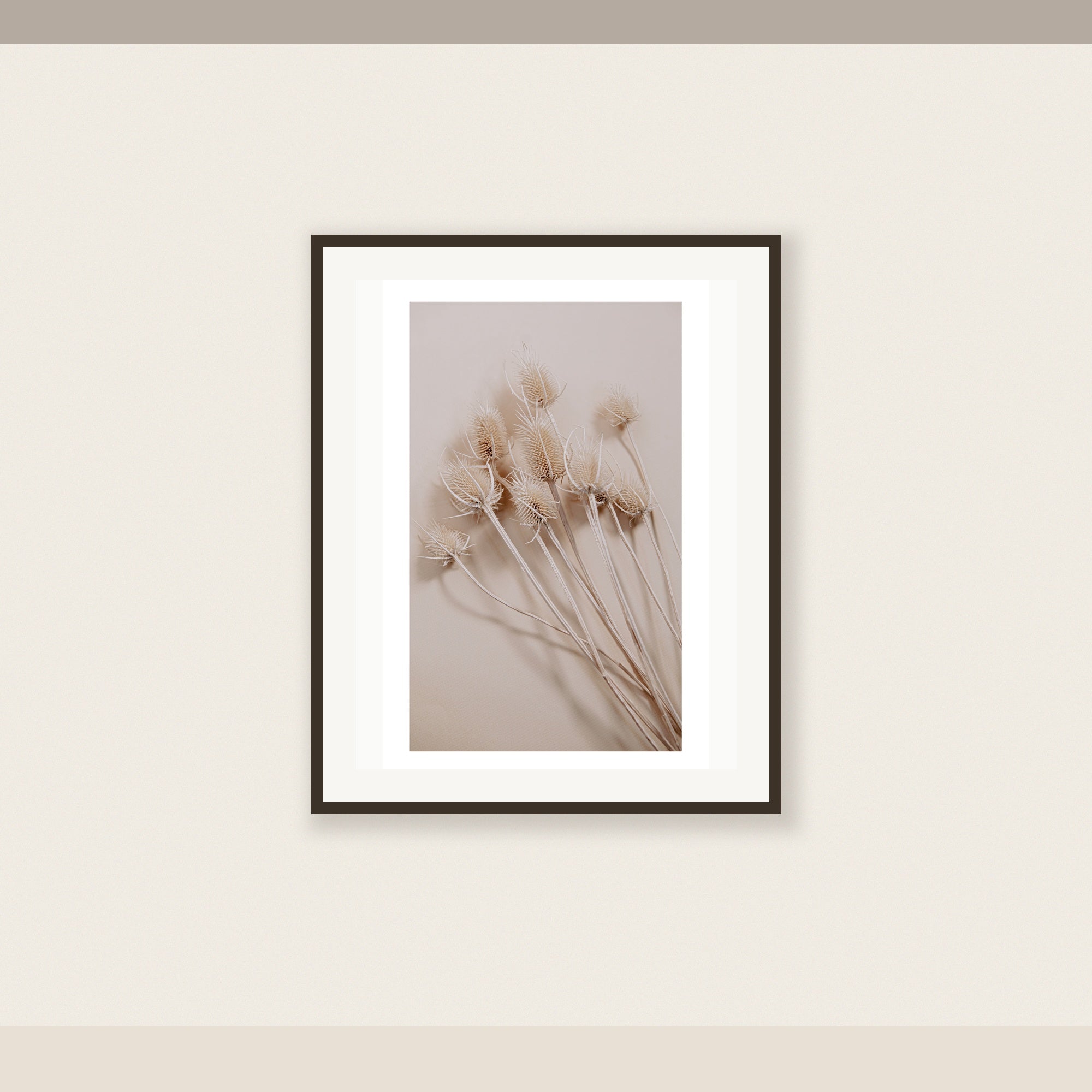 Teasel Study No. 1